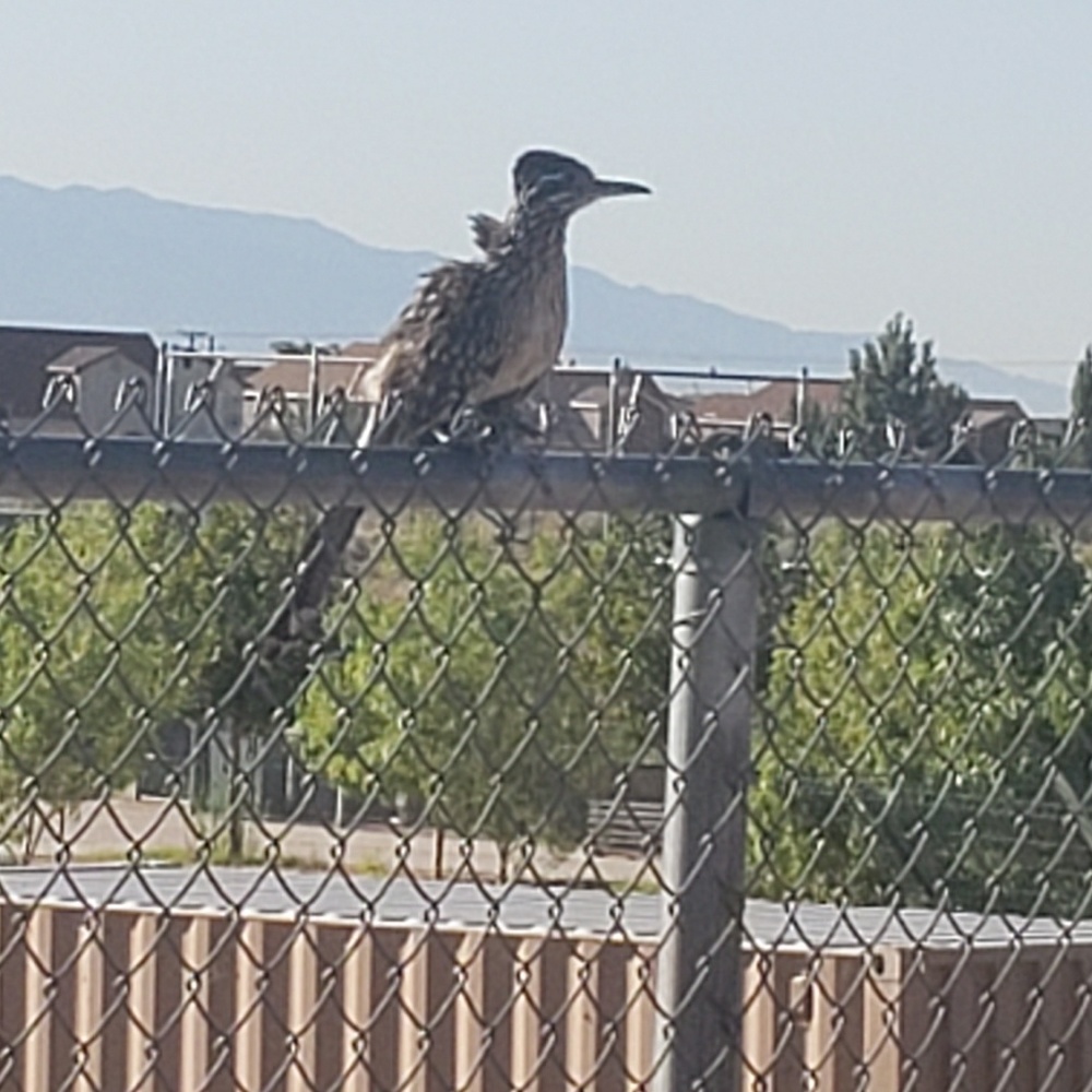 Meet your Posher, Adrian